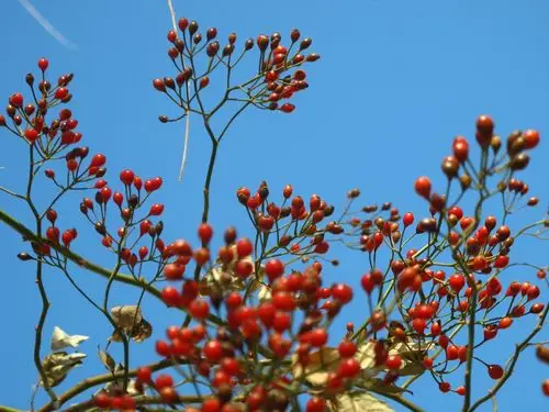 严冬寻果(看果实,辨认植物)