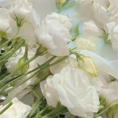 小清新唯美白色花朵意境风景头像