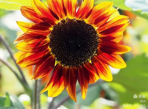 向日葵品种好多!开伐了观赏型的了!