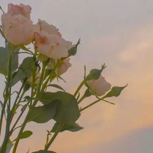 朋友圈夏日高清唯美封面_网易订阅