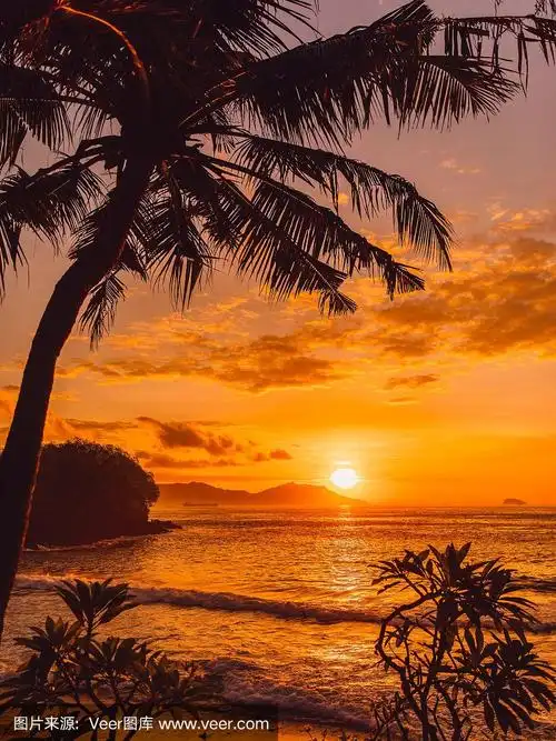 椰子树和日出的热带海滩与大海