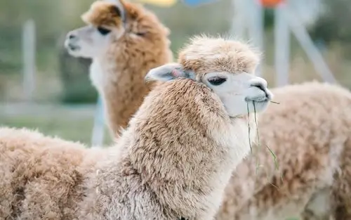 可爱羊驼草泥马高清桌面壁纸图片_动物壁纸_壁纸下载_美桌网