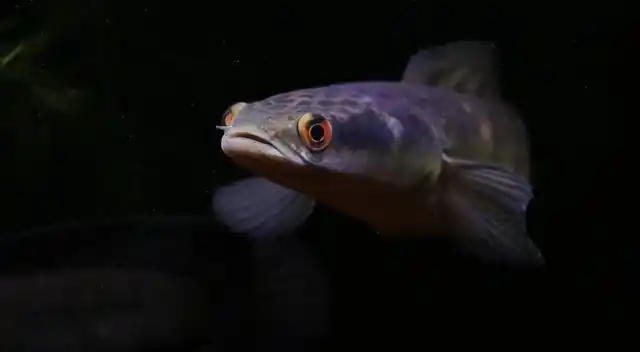 黑魔神雷龙鱼一般能长多大?