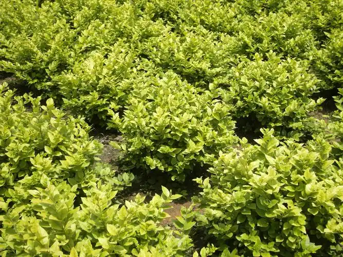 山东金叶女贞基地在哪里