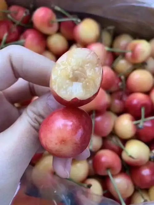 核爆炸都炸不坏的黄金车厘子