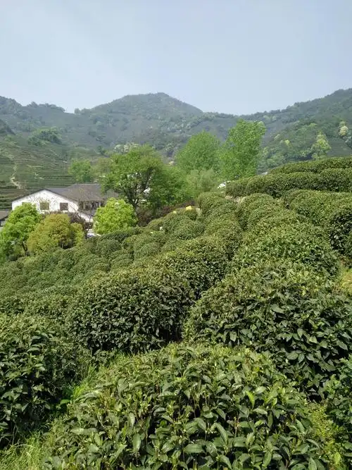 杭州西湖龙井村茶园随拍