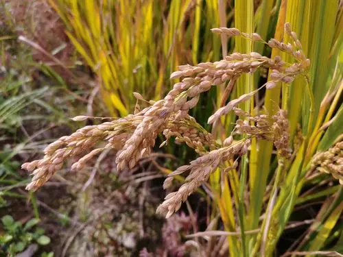 秋天水稻成熟了又到了丰收的季节