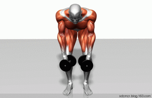 锻炼动态图逍遥客逍遥客哑铃俯身飞鸟