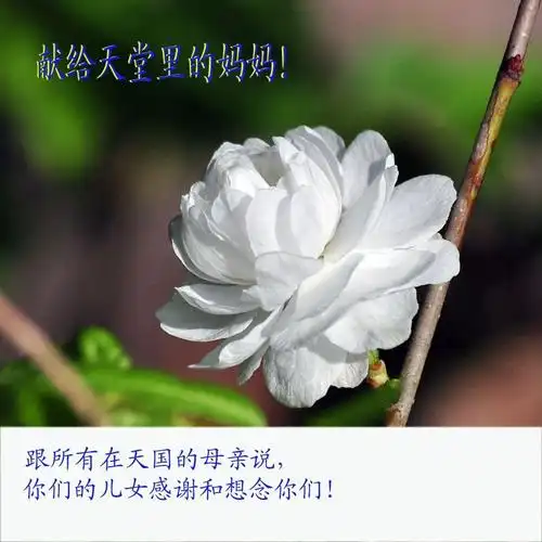 祝天堂里的妈妈母亲节快乐