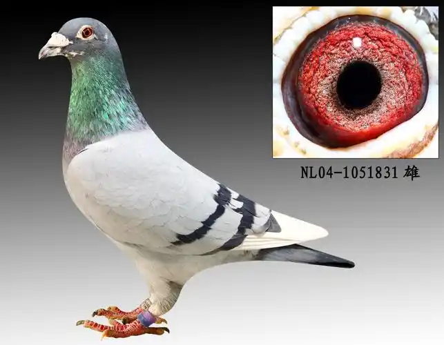 电脑.戈马力_欧亚种鸽中心-中信网爱鸽商城