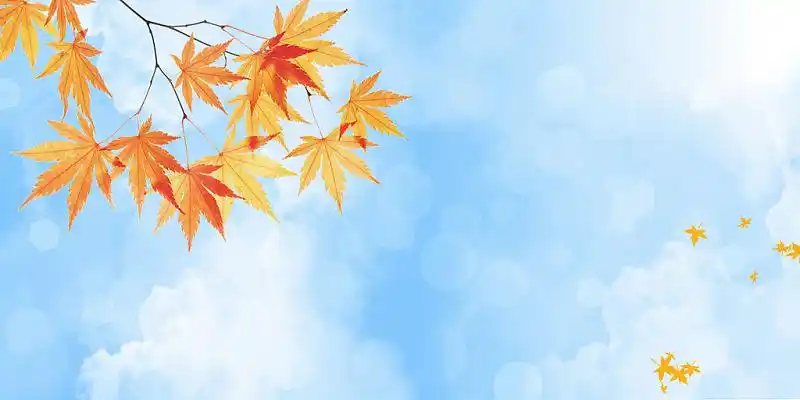 蓝色场景唯美枫叶光斑天空秋天展板背景