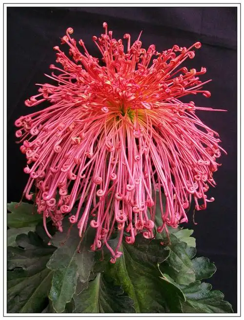 中国十大名花系列第四集凌霜绽妍菊花