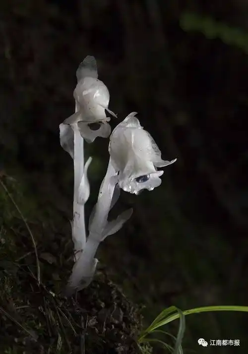 死亡之花现身江西!你绝对没见过!