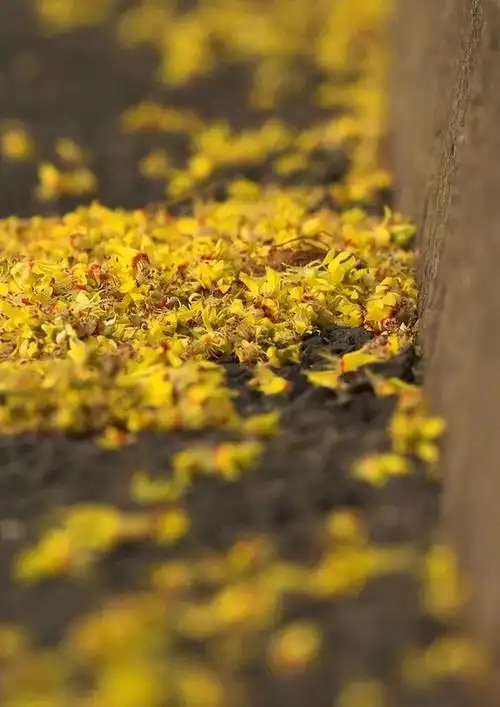 栾树,等你用雨线绣我的衣裙,用温暖把人间烟火点亮|花名册no219