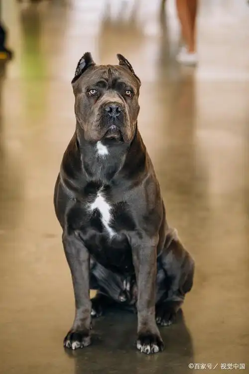 盘点:震慑力十足又听话的护卫犬,城市不让养看看就得了