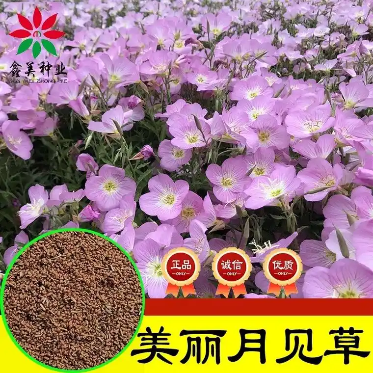 美丽月见草粉花月见草