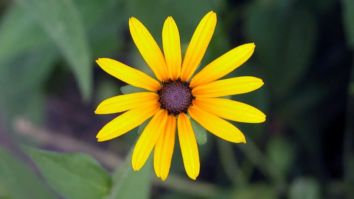 芬芳的花朵摄影高清宽屏桌面壁纸