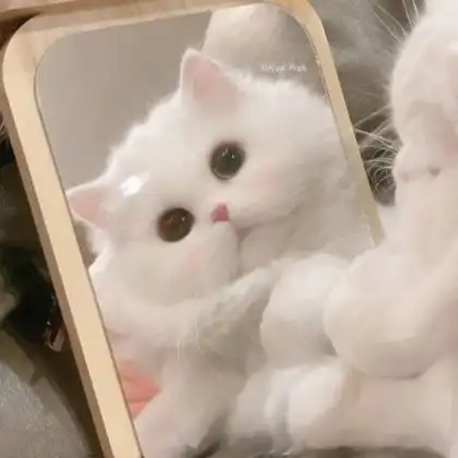 网红可爱猫咪头像