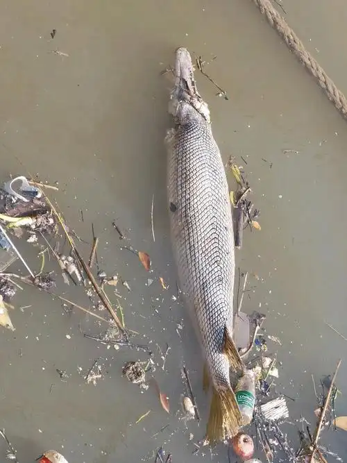 鳄雀鳝vs巨骨舌鱼(杭州河道出现大型水族尸体) - 去钓鱼