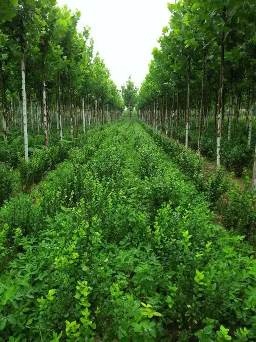 国强园林绿化苗木基底简介