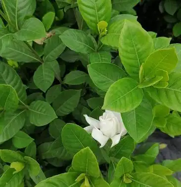 [栀子花批发]产地批发大栀子 大叶栀子花爆盆好基地直销 大栀子一手货