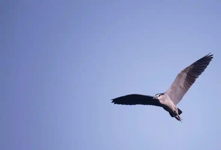 飞翔…飞得更高!