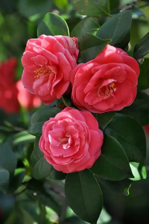 春暖花开,百花争艳.