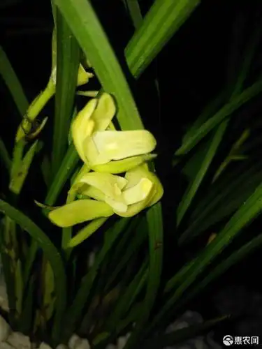 下山兰 现有名品金边蕙兰.