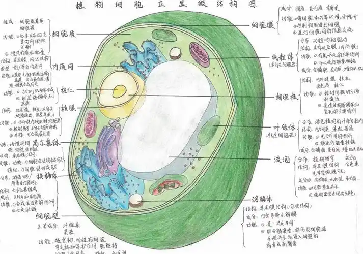 专业精美而且萌萌哒淮南二中2022届细胞结构手绘大赛优秀作品展