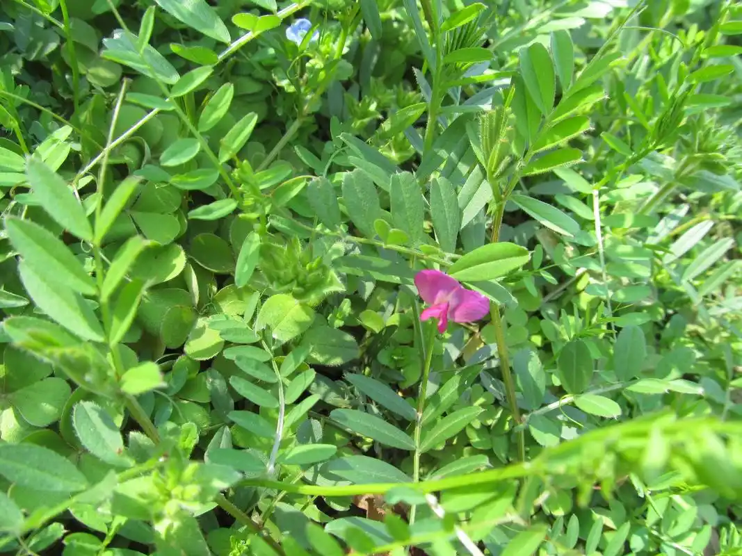 陌上花开-救荒野豌豆