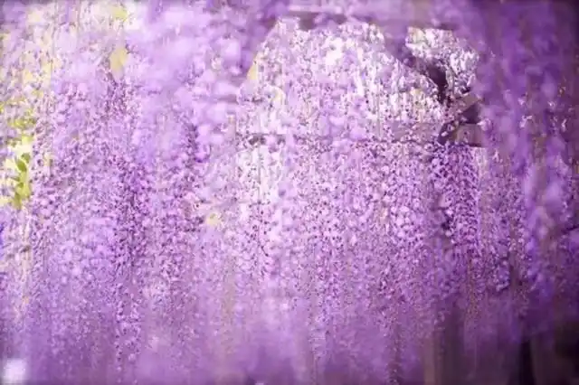 紫藤花一锅炖不下的豆科也有一帘幽梦花名册no00079