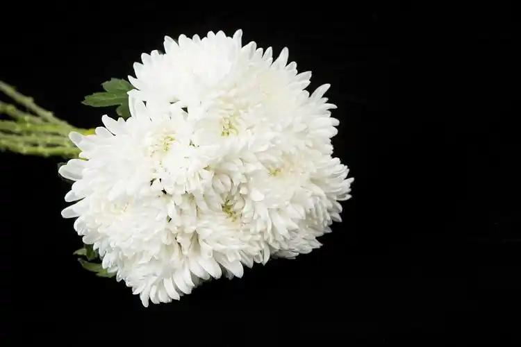 白菊花花篮制作教学祭奠花艺制作教程祭奠花篮插花视频