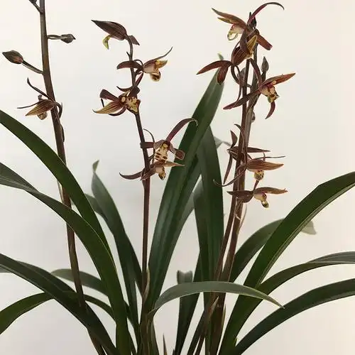 兰花高档墨兰金嘴金边花苗金华山华山室内绿植花卉