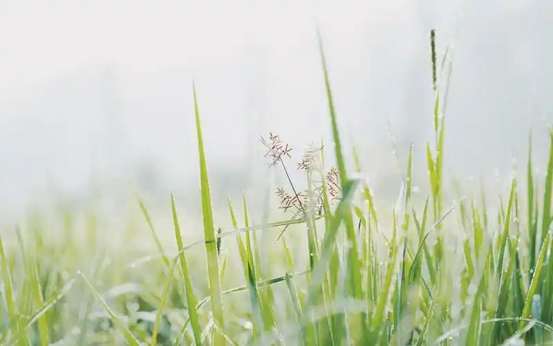 清晨小草上的小水珠高清壁纸图片小清新-风景壁纸 - 壁纸之家