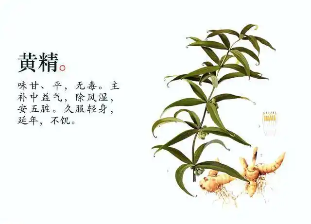 中药小故事——黄精 - 好大夫在线
