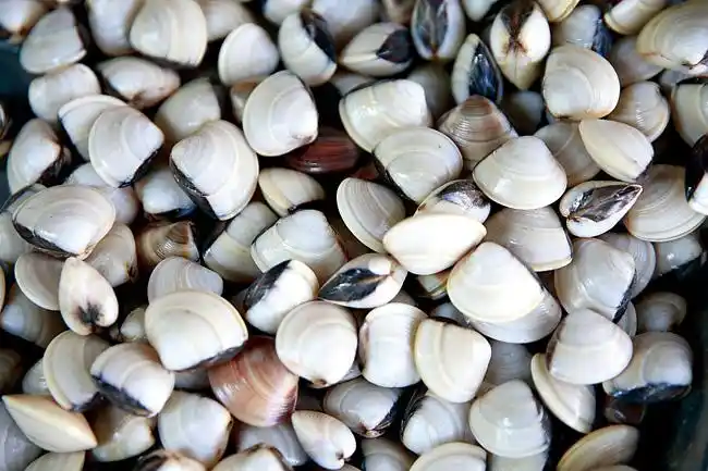 [美景儋州]鱼虾肥美人欢笑 ——大美儋州湾之物产篇(配组图) -- 今日