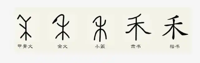 汉字《禾》的笔顺-拼音-演变和介绍(含甲骨文)