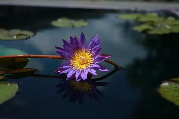 辰山植物园睡莲展(2020年)