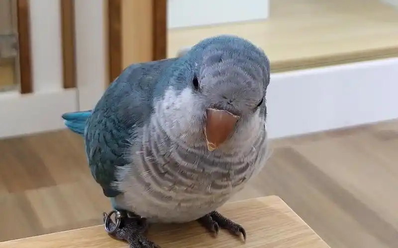 和尚鹦鹉趁我不注意原来学会那么多话鹦鹉学舌