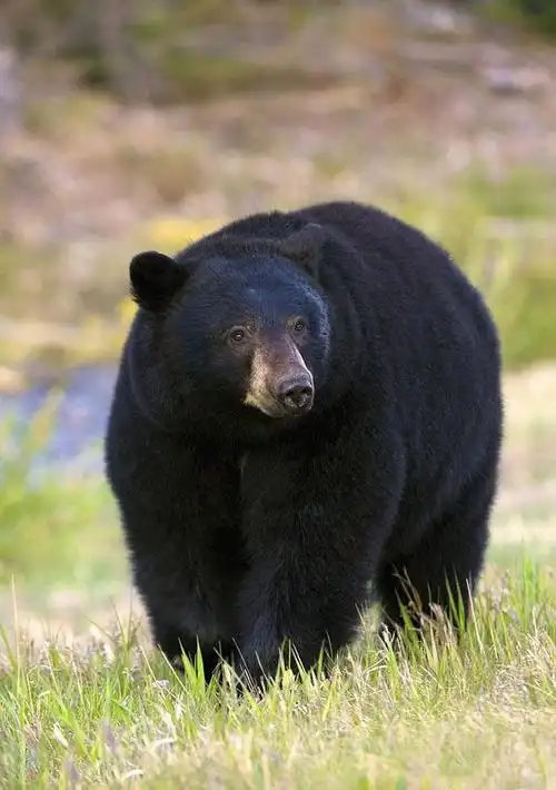 食肉目·熊科·熊属:美洲黑熊