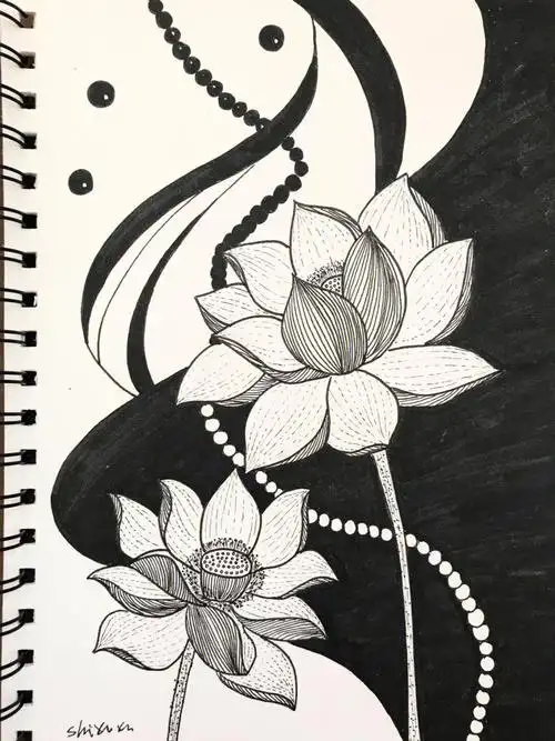 针管笔画黑白线描莲花手绘020