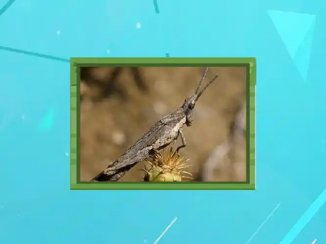 原来锥头蝗长这样