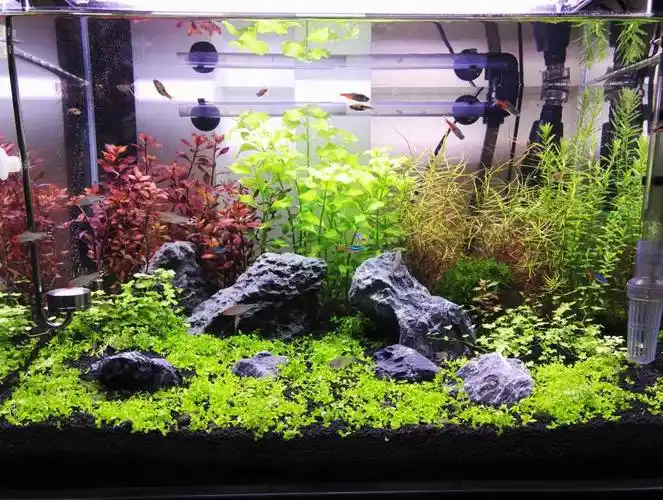 论坛 69 然然水草 69 水草造景 69 60草缸开缸20多天了,目前