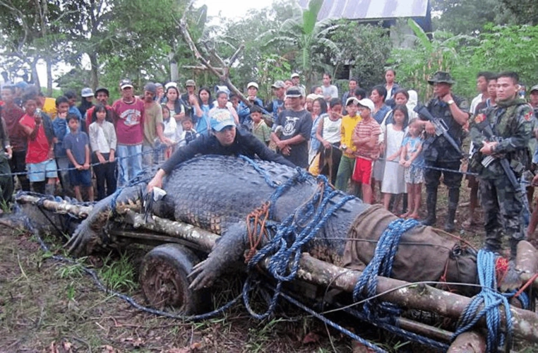 全球最大鳄鱼死亡 长6米曾吃掉一名农夫