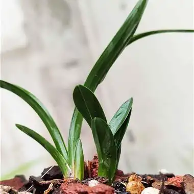 春兰矮种圆头草 - 中国兰花交易网