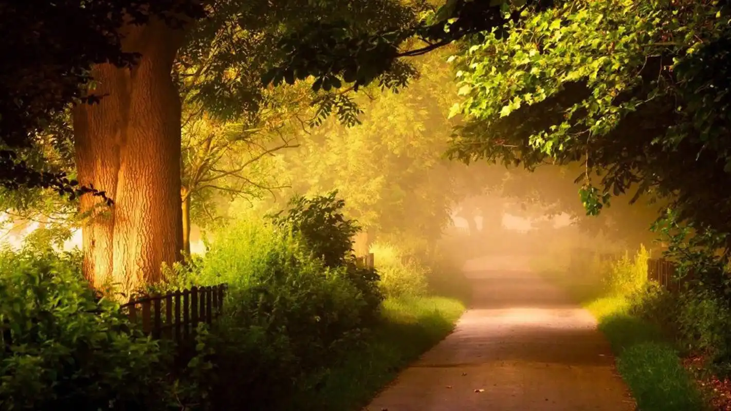 唯美自然森林风景桌面壁纸