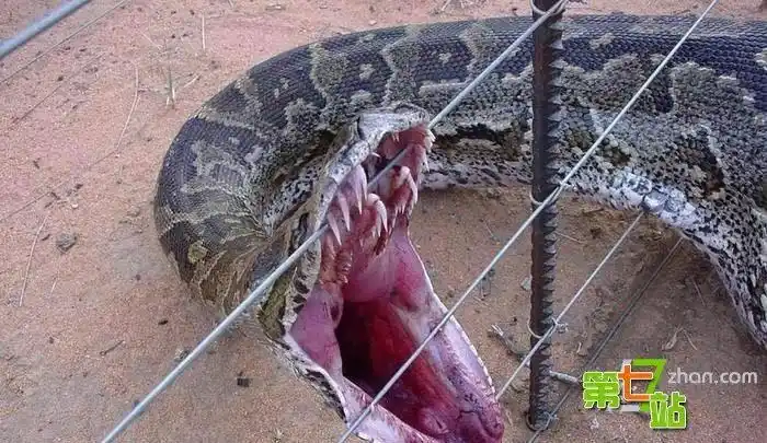 网传巨蟒吞人照巨乳美女野外与蟒激烈肉搏