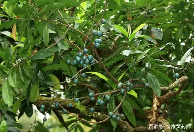 11~12月采摘成熟果实,去杂洗净,可直接鲜食,或做果酱,果饼,蜜饯.