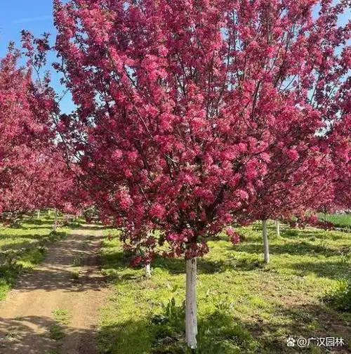红宝石海棠是北美海棠吗