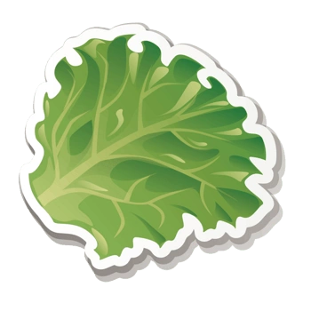 翠绿鲜生菜叶矢量